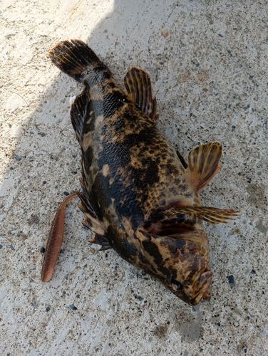 ベッコウゾイの釣果
