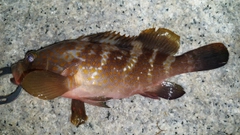 キジハタの釣果