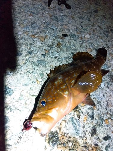 キジハタの釣果