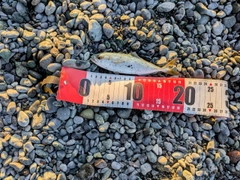 ワカシの釣果