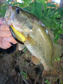 ラージマウスバスの釣果