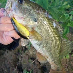 ラージマウスバス