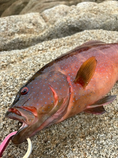 スジアラの釣果