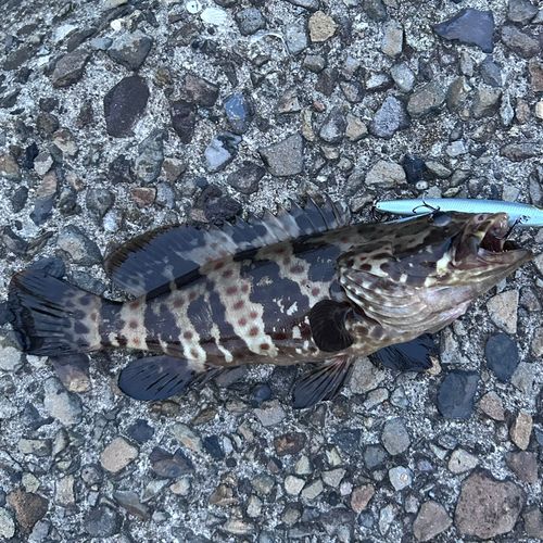 チャイロマルハタの釣果