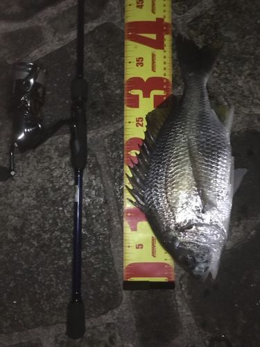 チヌの釣果