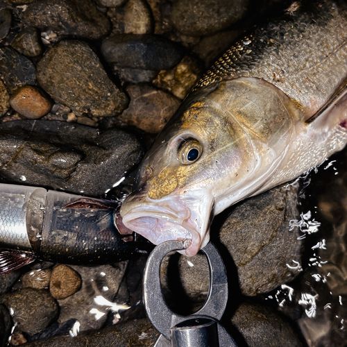 ウグイの釣果