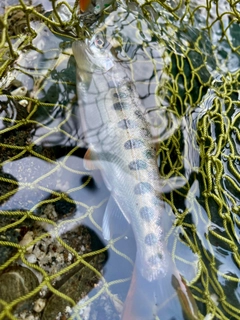 ヤマメの釣果