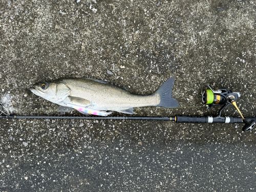 ヒラスズキの釣果