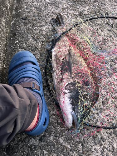 チヌの釣果