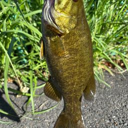 スモールマウスバス