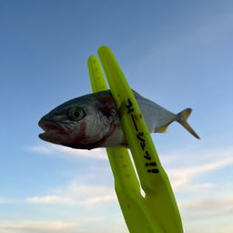 ツバス