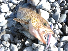 オオモンハタの釣果