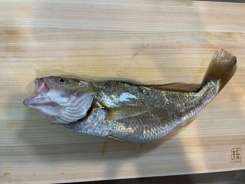 イシモチの釣果