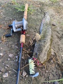 ナマズの釣果