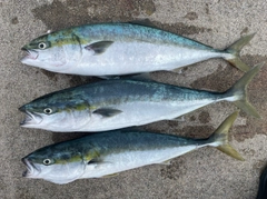 ブリの釣果