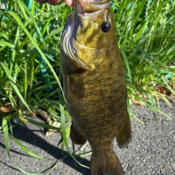 スモールマウスバス