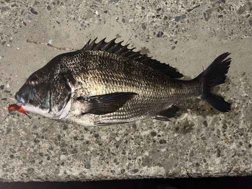 チヌの釣果
