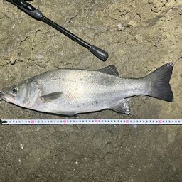 フッコ（ヒラスズキ）