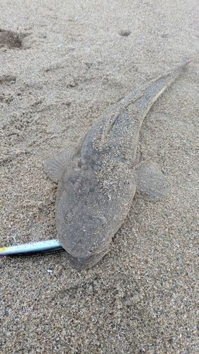 マゴチの釣果