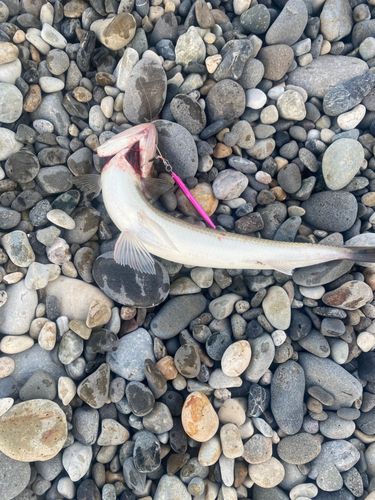 エソの釣果