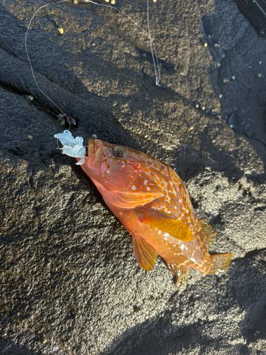 キジハタの釣果