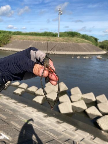 テナガエビの釣果