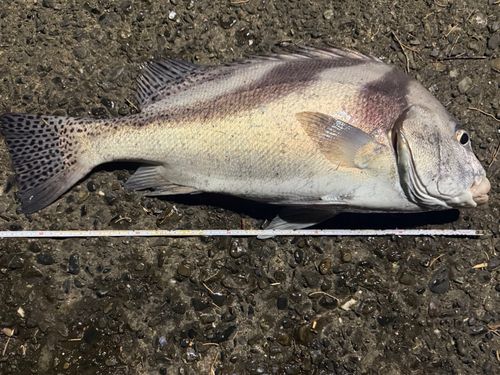 コショウダイの釣果