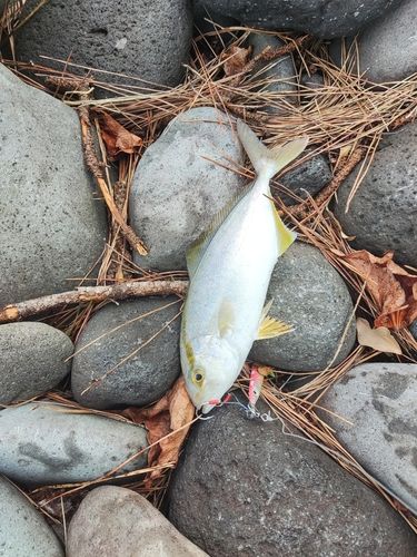 ショゴの釣果