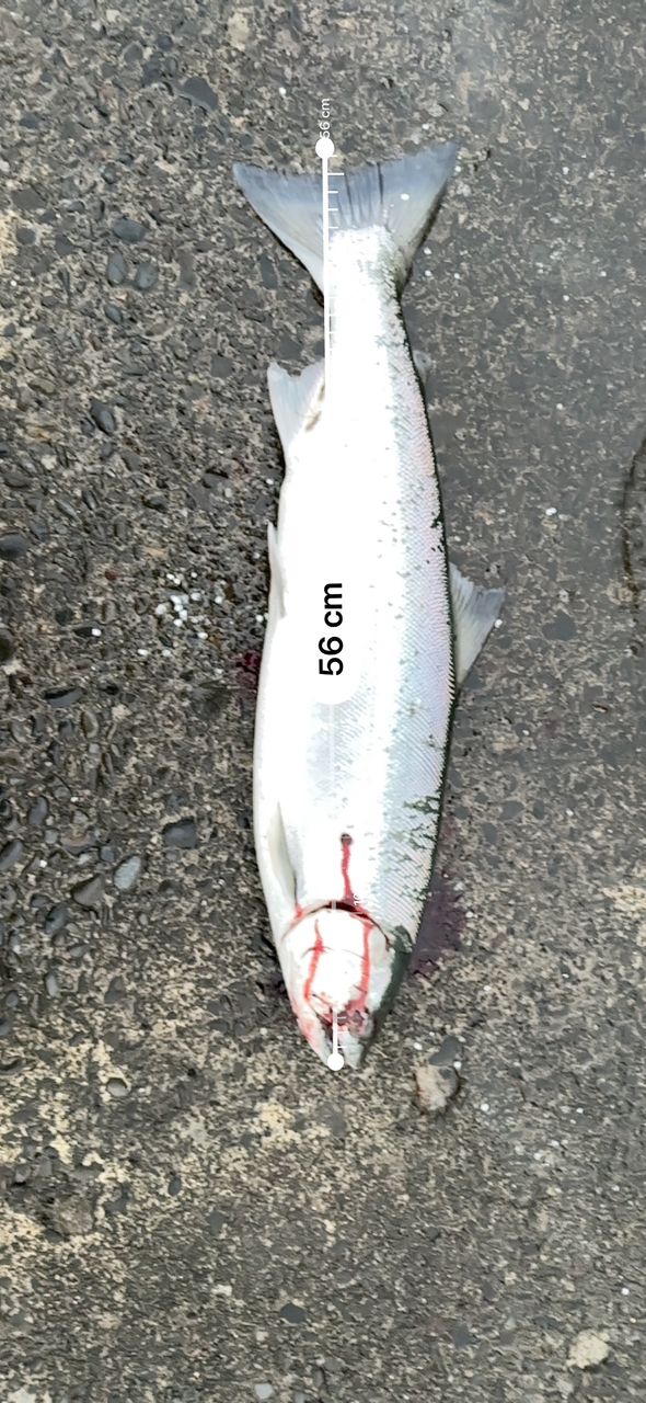 SHIMANO 20ルナミス S120M-3の最安値・インプレ・釣果 | 本音の