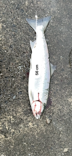 サクラマスの釣果
