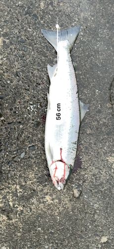 サクラマスの釣果