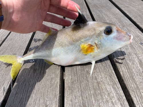 シロギスの釣果