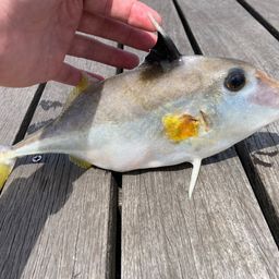 シロギス