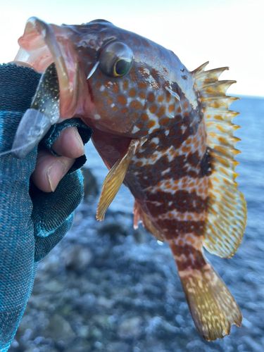 キジハタの釣果