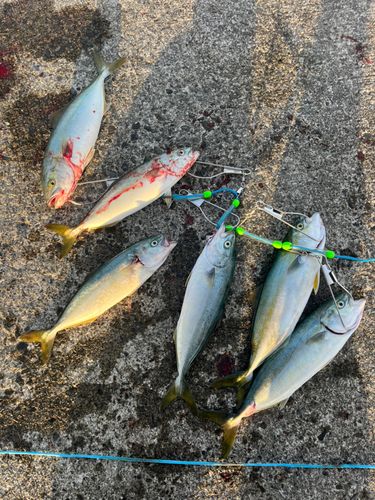 ワカシの釣果