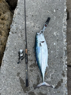 スマカツオの釣果