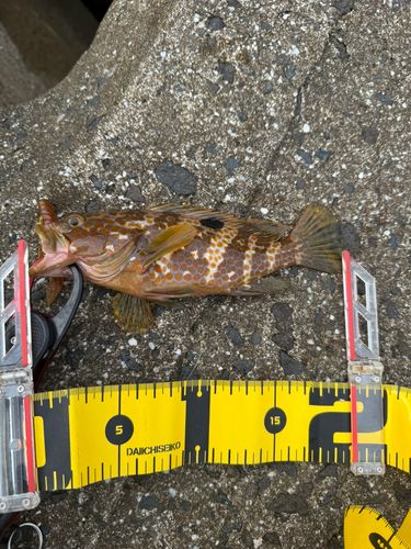 キジハタの釣果