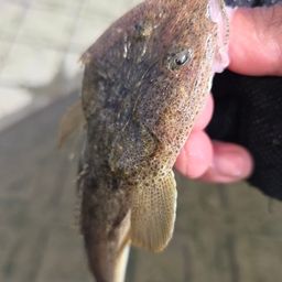 マゴチ