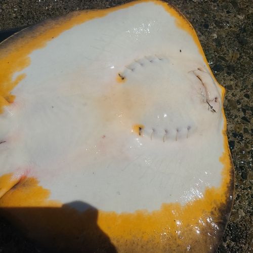 アカエイの釣果