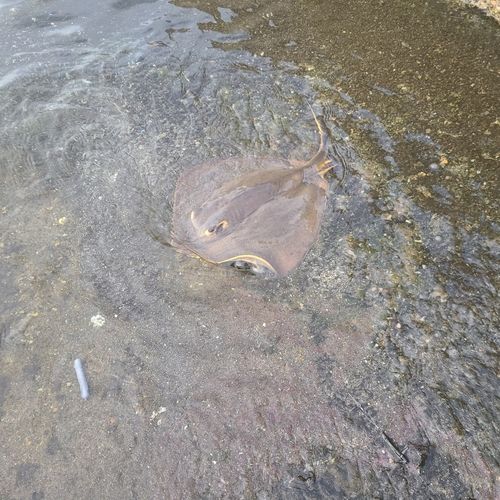 アカエイの釣果