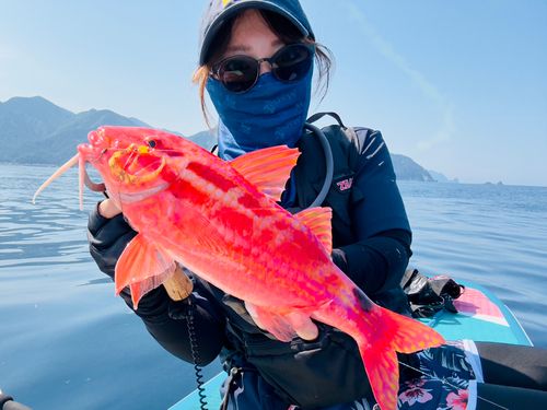 ホウライヒメジの釣果