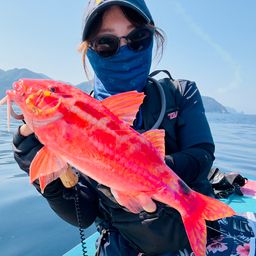 ホウライヒメジ