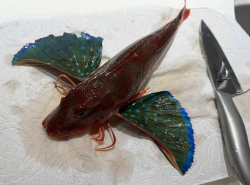 ホウボウの釣果