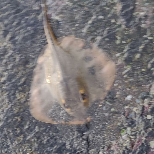 アカエイの釣果