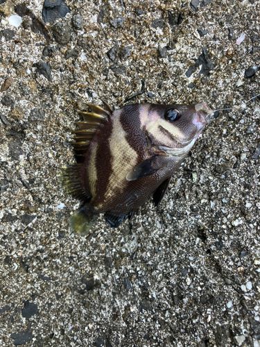 釣果