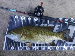 スモールマウスバスの釣果