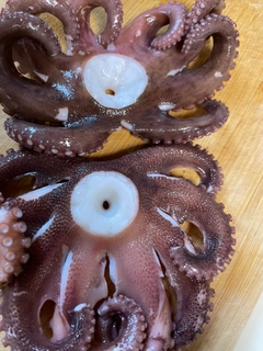 タコの釣果