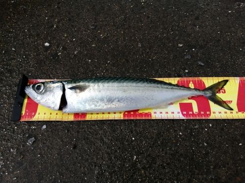 サバの釣果
