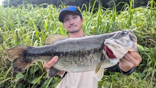 ラージマウスバス