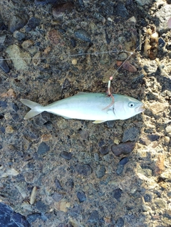 コゾクラの釣果